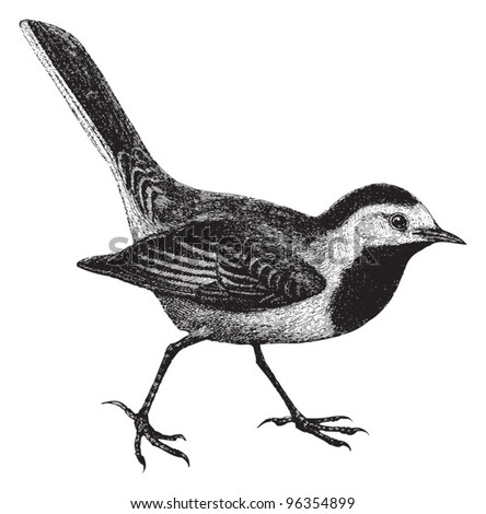 White Wagtail (Motacilla alba) / vintage illustration from Meyers Konversations-Lexikon 1897