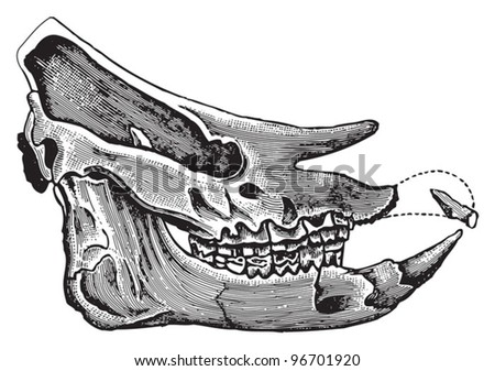 Skull Rhino - Rhinoceros Incisivus (Tertiary Period) / Vintage ...