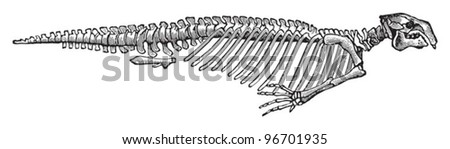 Skeleton Sea Cow - Halitherium Schinzi (Tertiary Period) / Vintage ...