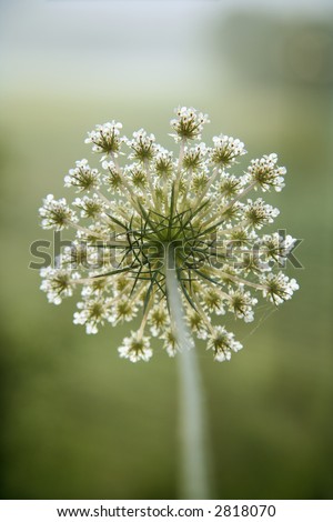 Selective focus close-up of underside of wild carrot flower growing in Tuscany, Italy.