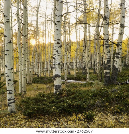 Aspen trees in Fall color in Utah.