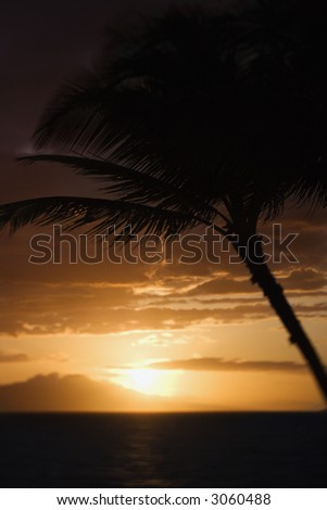 Palm tree silhouette against sunset over Pacific Ocean and Kihei island in Maui, Hawaii, USA.