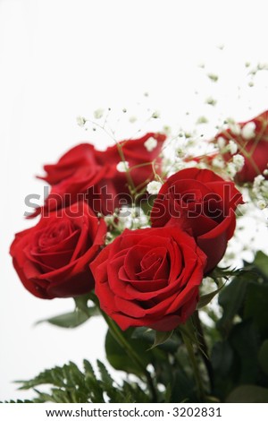 Bouquet of long-stemmed red roses with baby\'s breath against white background.