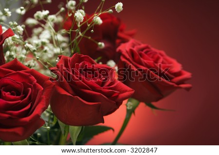 Close-up of bouquet of red roses with baby\'s breath against red background.