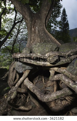 Close up of tangled roots of tree.