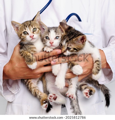 Funny kittens in the hands of a veterinarian. A veterinarian keeps kittens. Kittens are being examined at a veterinary clinic. Portrait of an animal kitten