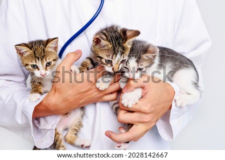 Funny kittens in the hands of a veterinarian. A veterinarian keeps kittens. Kittens are being examined at a veterinary clinic. Portrait of an animal kitten.
