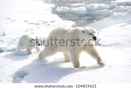 Female polar bear with following cub