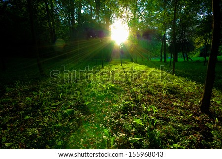 Dappled sunlight breaking through tall trees onto a path through a wood