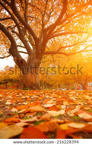 Autumn tree in park with colorful fall leaves