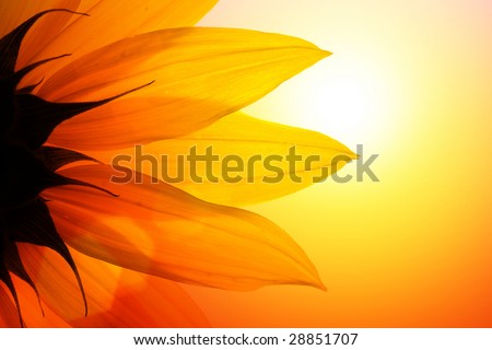 Similar – Image, Stock Photo beautiful flowers and sunset in the nature in autumn season