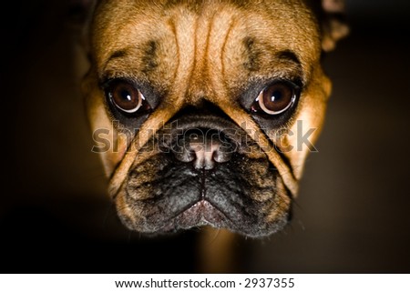 Pet Friend. French Bulldog Portrait. Shallow DOF, Focus on Eyes.