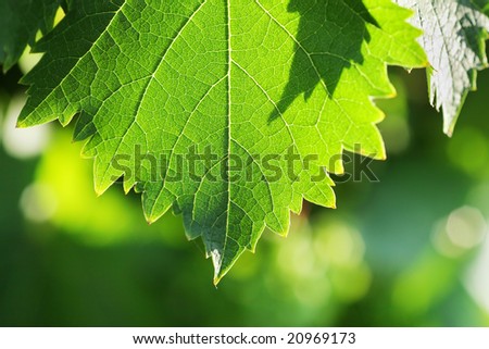 Grapevine leaf detail, macro photo. Shallow DOF.