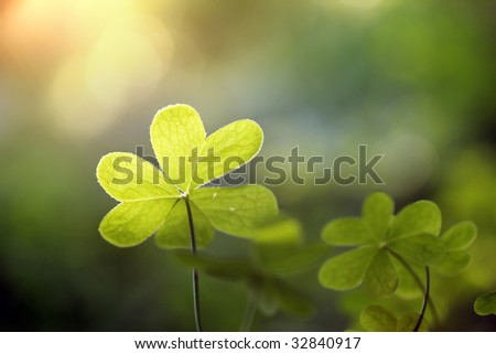 Clover in natural environment, close-up, shallow DOF.