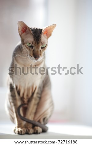 Portrait of peterbold cat. Closeup, shallow DOF.