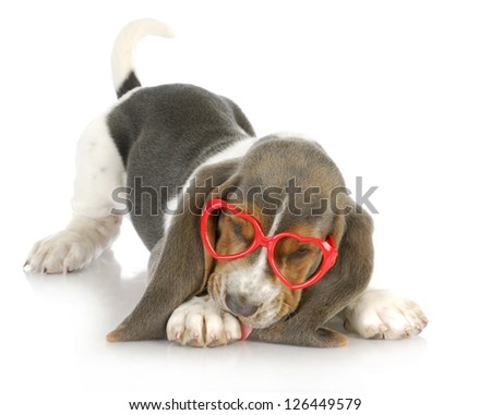 puppy love - basset hound puppy wearing heart shaped glasses - 8 weeks old