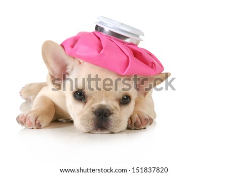 Similar – Image, Stock Photo Sick hangover Animal Pet