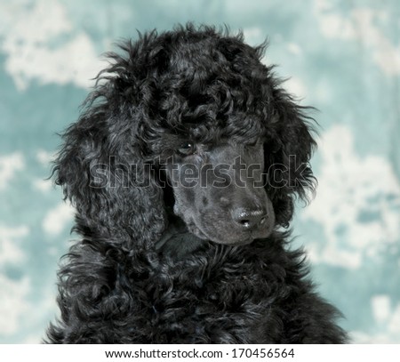 standard poodle puppy portrait - 8 weeks old