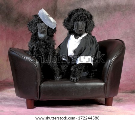 dog couple - standard poodle bride and groom sitting on a couch on pink backdrop - 8 weeks old
