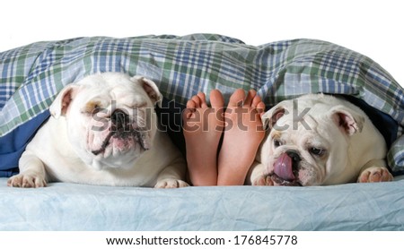 two english bulldogs in bed with owner