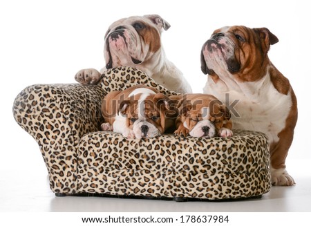 bulldog family - two puppies sleeping on a couch with father and grandfather behind them