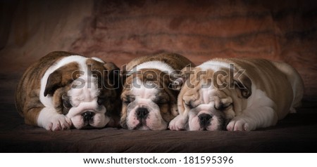 cute english bulldog puppies sleeping - 7 weeks old