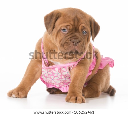 female puppy - dogue de bordeaux wearing pink bikini isolated on white background - 6 weeks old