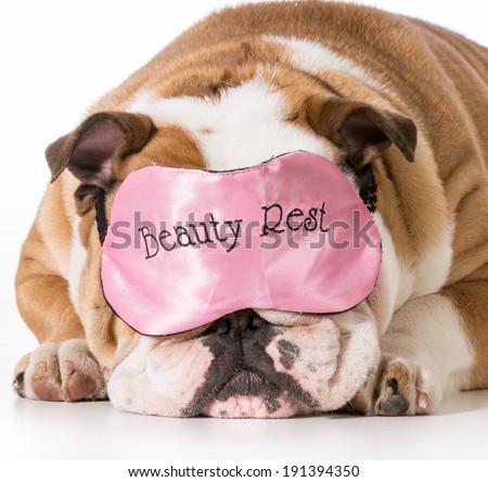 english bulldog wearing beauty rest sleeping mask