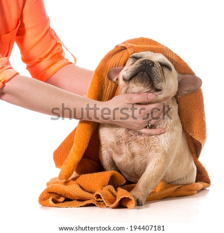 Similar – Image, Stock Photo drying the dog with a towel