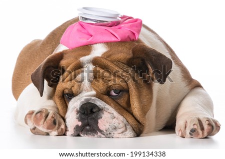 Similar – Image, Stock Photo Sick hangover Animal Pet