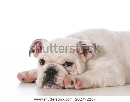tired english bulldog puppy laying down stretched out on white background