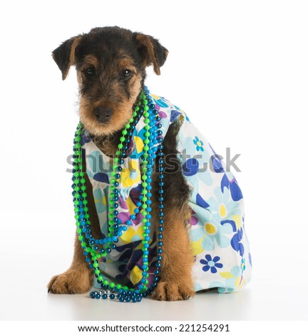 cute airedale terrier puppy wearing dress and necklace on white background