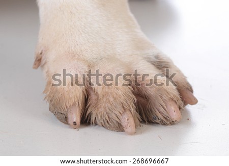 dirty dog feet or paw on white