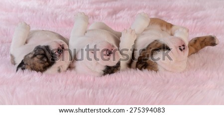 sleeping puppies - three bulldog puppies in a row on pink background - three weeks old