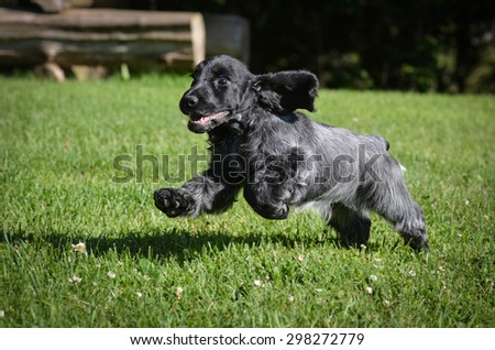 puppy running - blue roan english cocker puppy - 12 weeks old