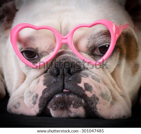 lovely dog - bulldog wearing heart shaped glasses