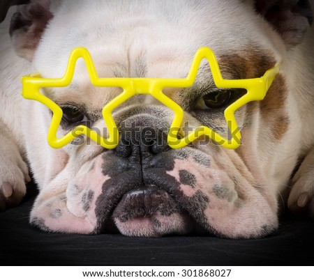 famous dog - bulldog wear yellow star glasses