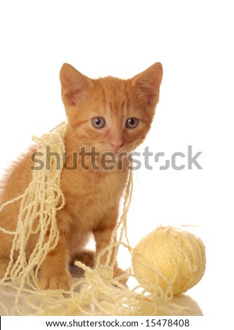 orange tabby cat playing with ball of yellow yarn - seven weeks old