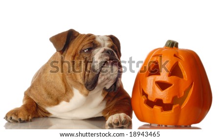 Bulldog Pumpkin Template - FREE WEB HOSTING, DOMAIN REGISTRATION