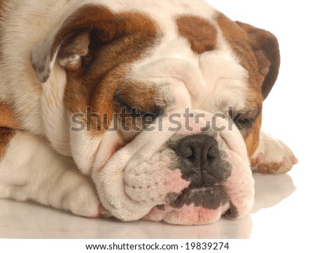 english bulldog sleeping isolated on a white background