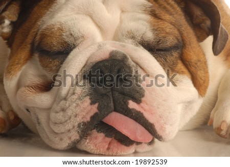 English bulldog sticking out tongue isolated on white background