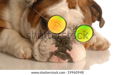 english bulldog wearing glasses with funny people eye glasses