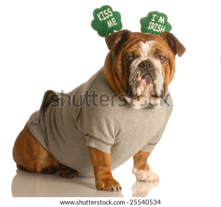 st. patricks day - english bulldog wearing kiss me im irish headband