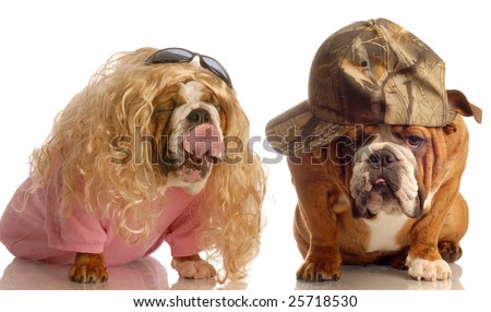 funny english bulldog couple dressed up as a blonde girl and a dude boy