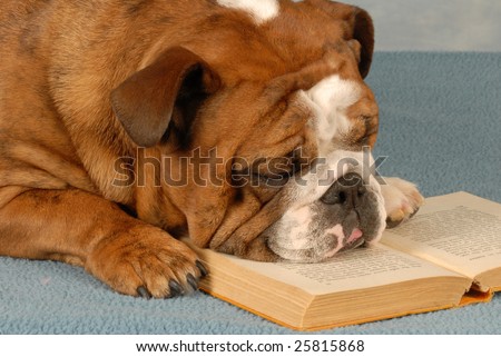 concept of student bored with homework - english bulldog falling asleep over reading a book