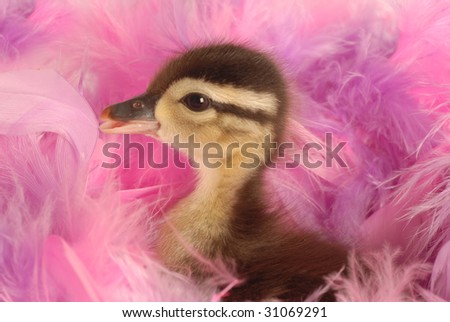 baby mallard duck surround by pink feathers