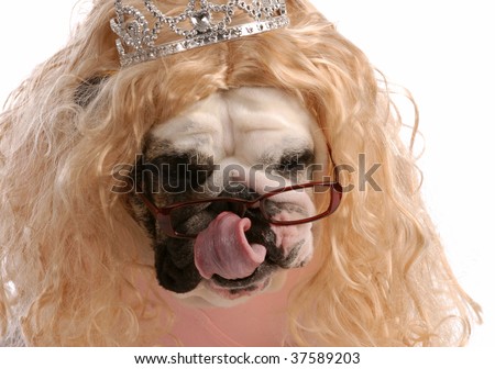 spoiled dog - dog dressed up with blonde wig and tiara