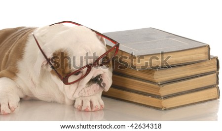 english bulldog puppy laying down beside a stack of books