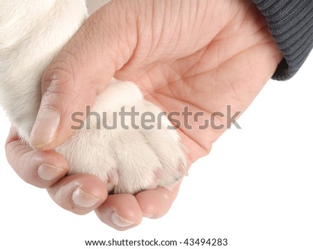 person\'s hand holding on to dog paw on white background