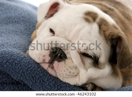 nine week old english bulldog puppy sleeping on blue blanket